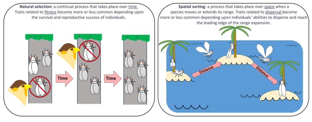 Left-hand panel shows bugs evolving over time. Right-hand panel shows bugs evolving by hopping from island to island.