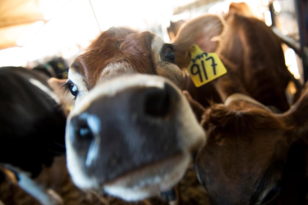 A cow at the UC Davis Dairy Barn stares into the camera.