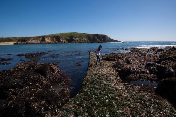 Bodega bay tidepools