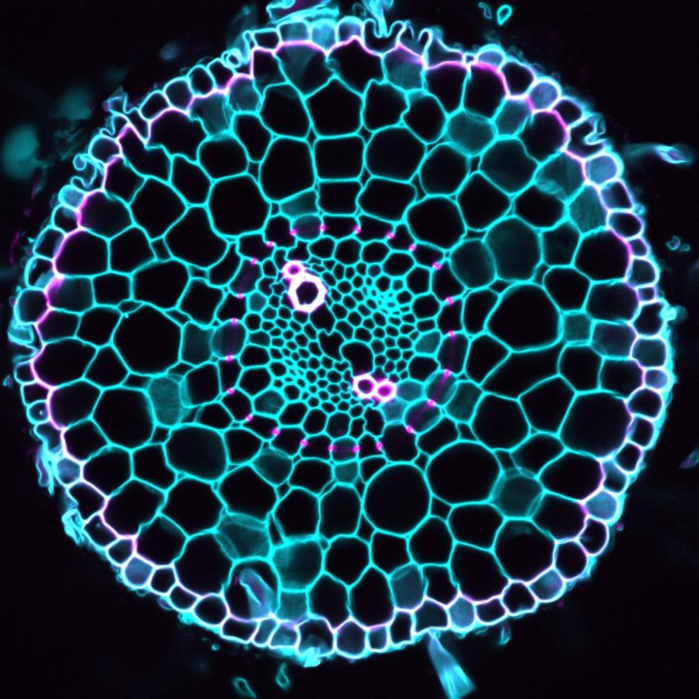 Circular pattern of concentric rings of cells outlined in purple and green against a black background.