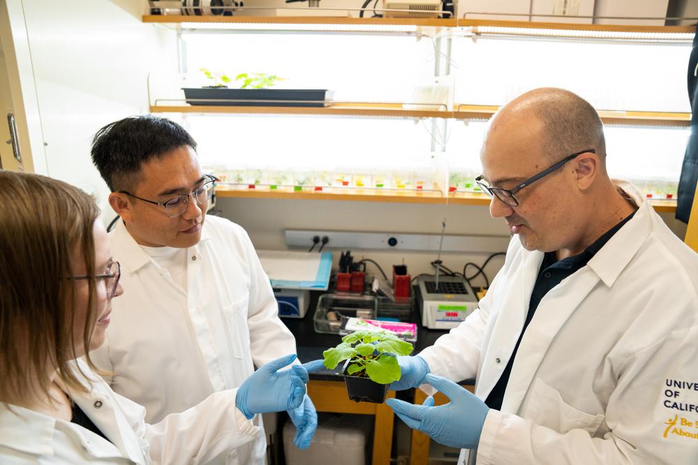 Three people in lab coats looking at a pot plant. 