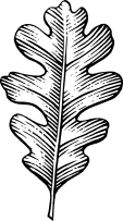 An oak leaf illustration
