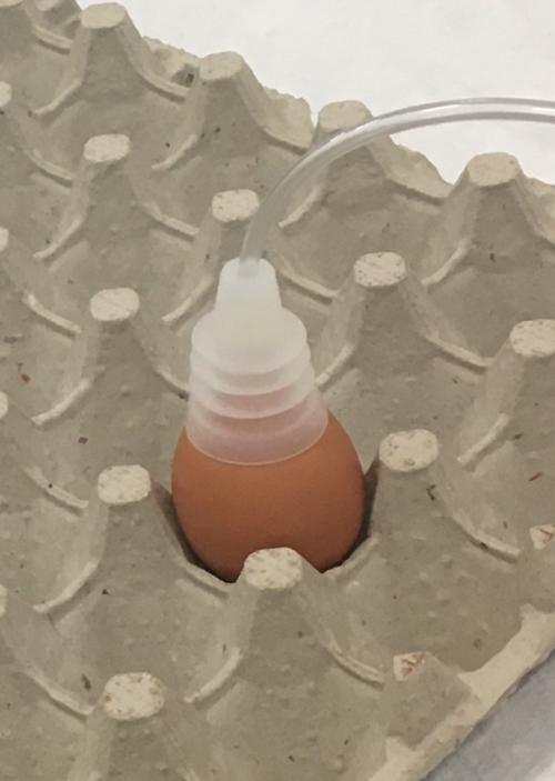 A brown egg in a cardboard carton with a white plastic suction cup on top. A clear plastic tube leads away from the cup to the right.