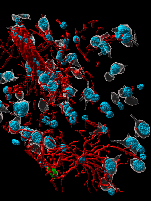 Blue, semispherical cells and red tendrils against a black background. 