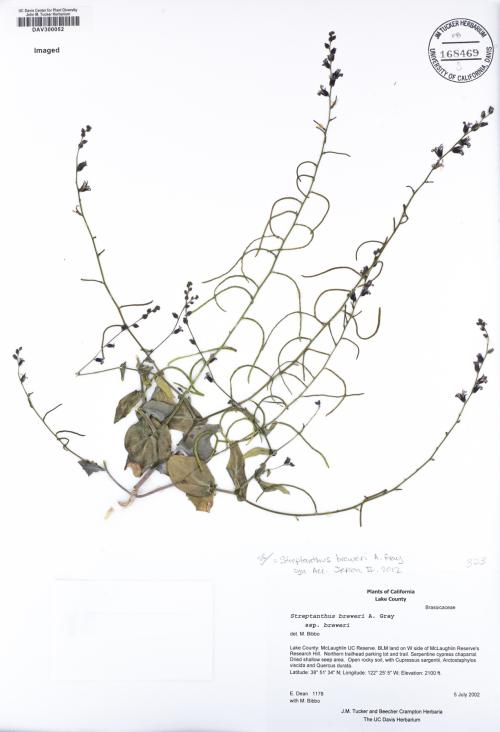 Dried flower against a white background with text notes at lower right.