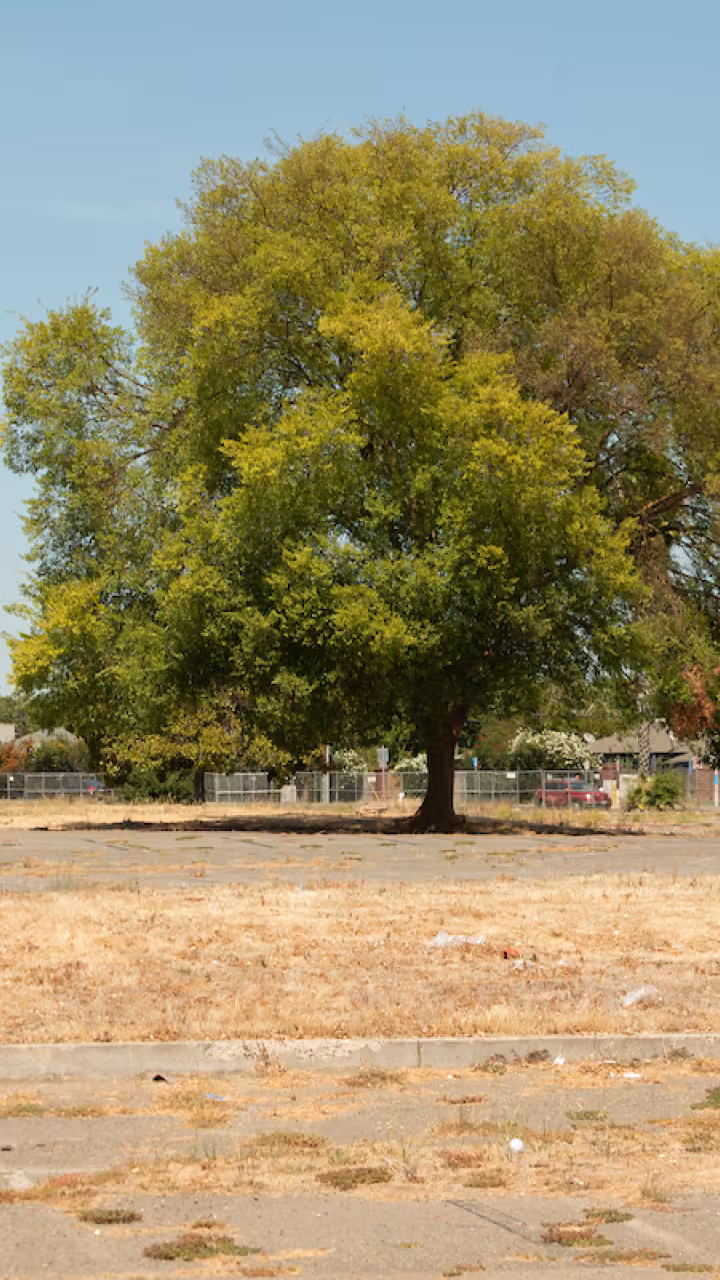 Large tree stands in middle of barrren lot in Sacramento
