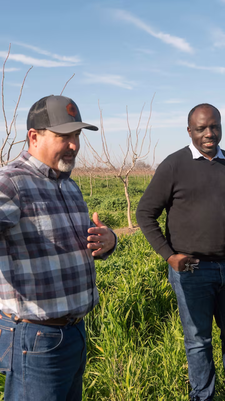 ullseye Farms orchard manager Nick Edsall, left, with UC Davis Agricultural Water Center Director Isaya Kisekka. Kisekka is researching the ability of cover crops to increase soil moisture and groundwater recharge. (Greg Urquiaga/UC Davis) They stand in a row of green cover crops in an orchard full of young pistachio trees.