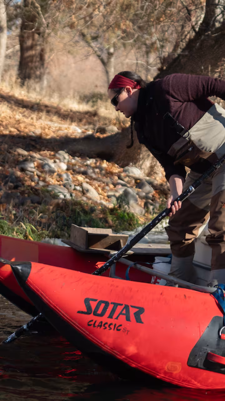 Leanne Knutson of Yurok Tribe leans over red pontoon boat to scoop up dead salmon from Klamath River
