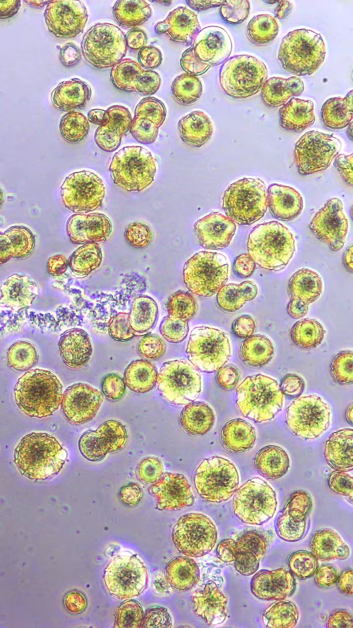 close up of Acinebactor, a bacteria common in flowers, interacting with pollen grains that are germinating and bursting