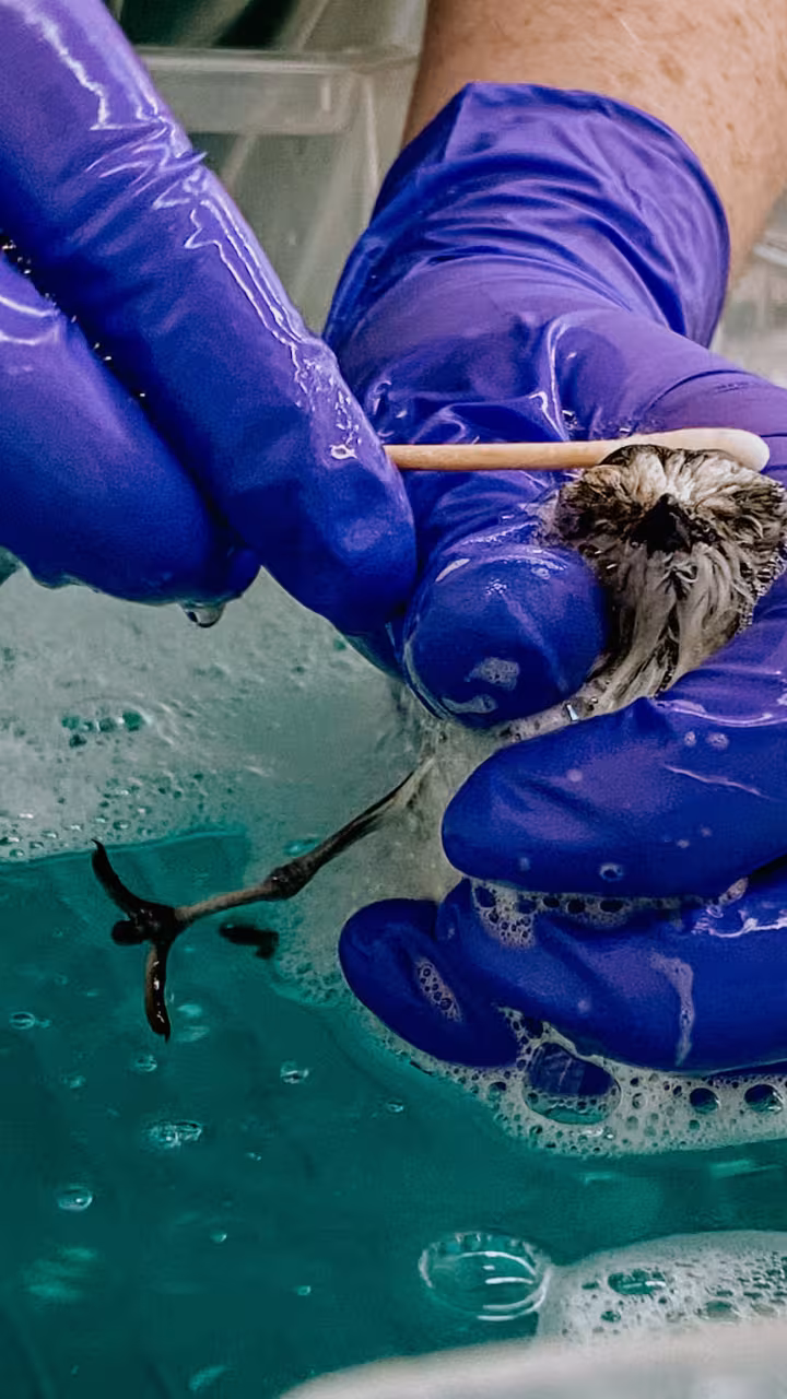 A small bird is being held over a tub of blue, soapy water and scrubbed with a Q-tip 