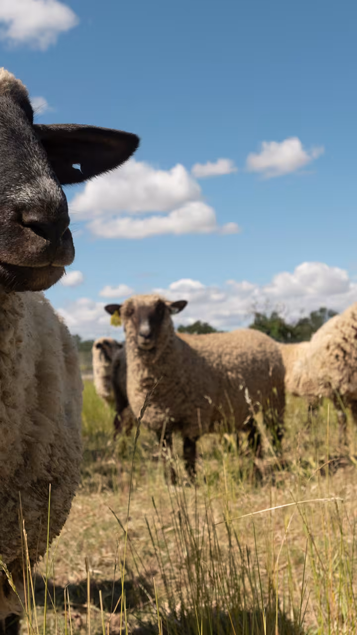 A sheep's face with some sheep behind it