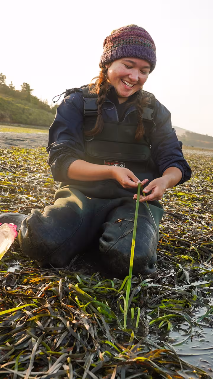 Undergraduate Malia Reiss examines eelgrass in Tomales Bay.