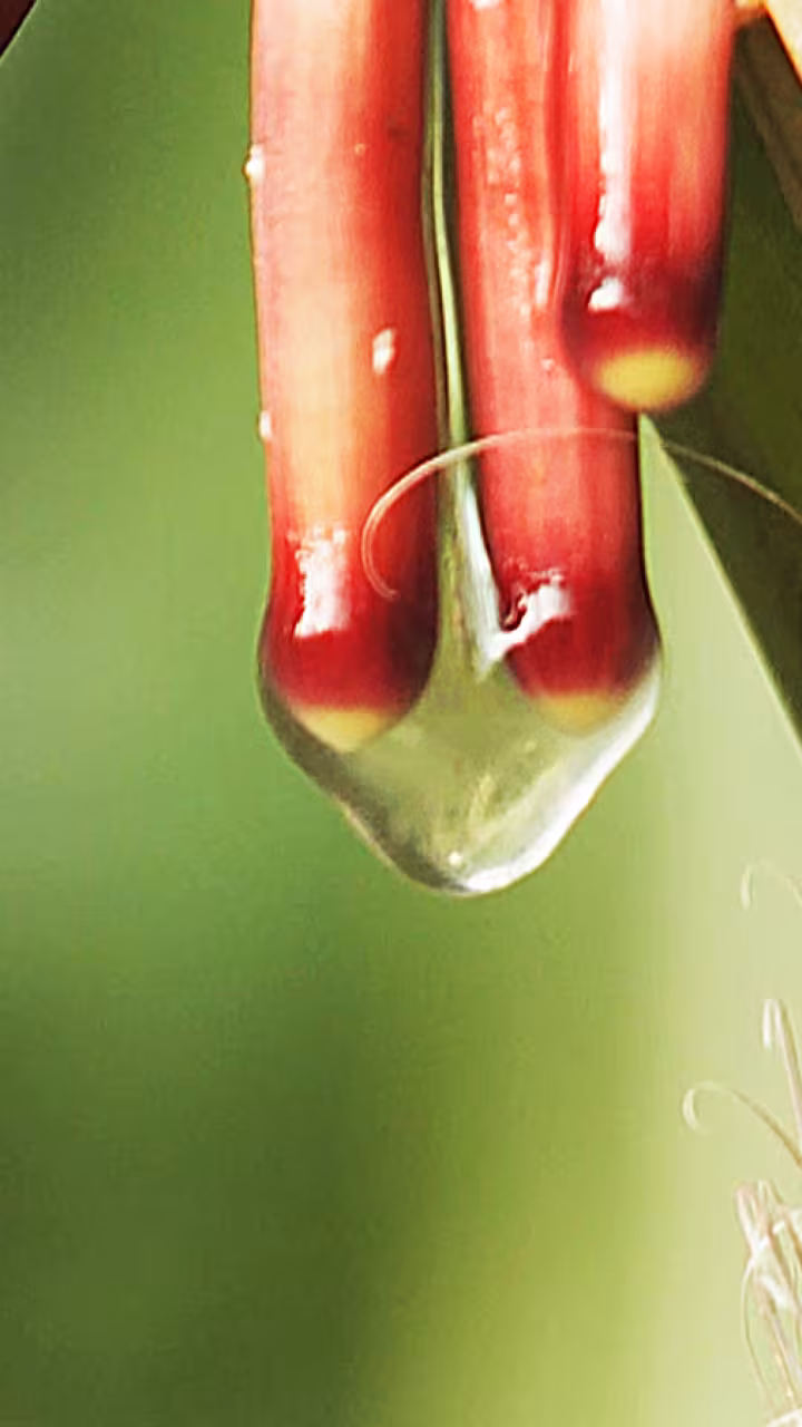 Sugar-rich mucilage, a gel-like substance found in an indigenous corn from the Sierra Mixe region, drips from aerial corn roots.