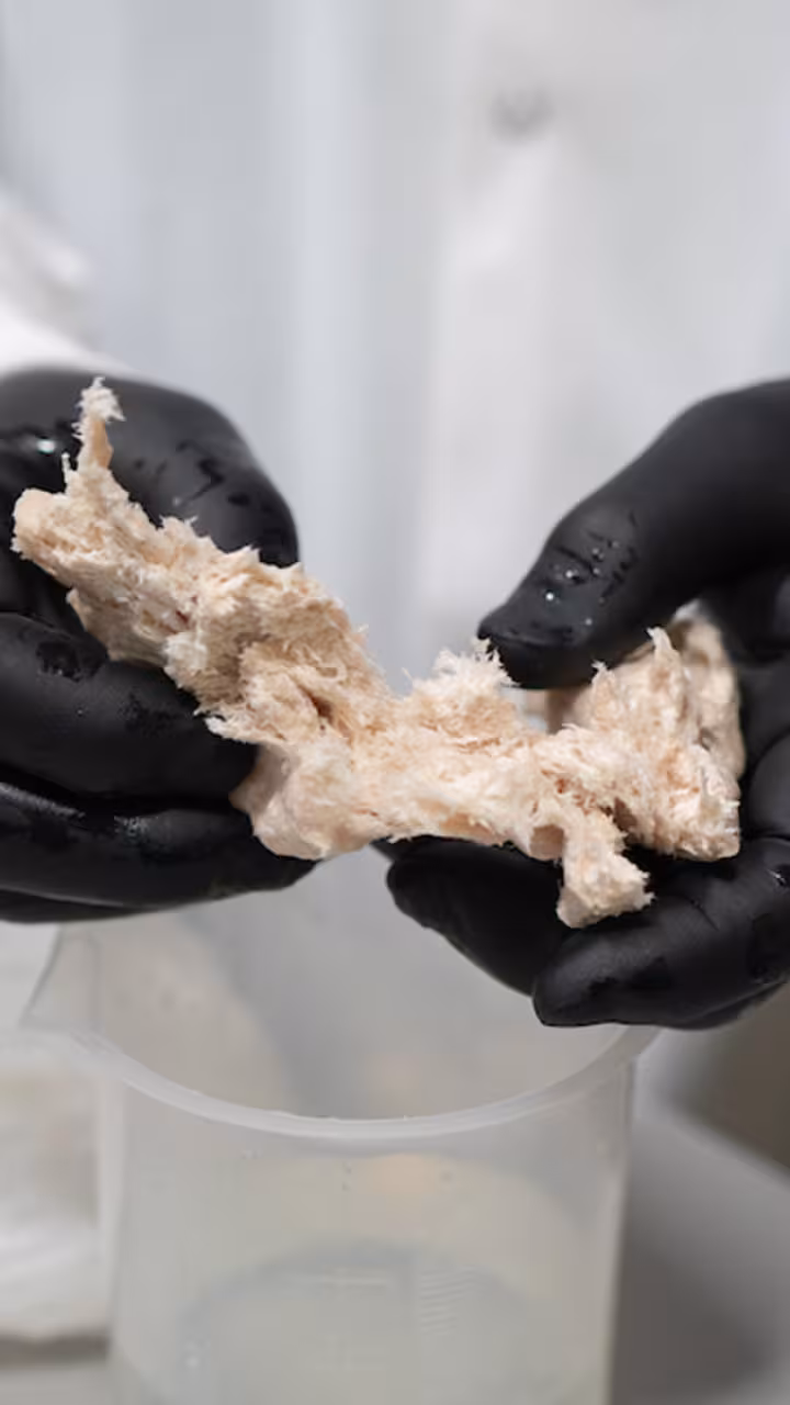 Gloved hands hold alternative protein product