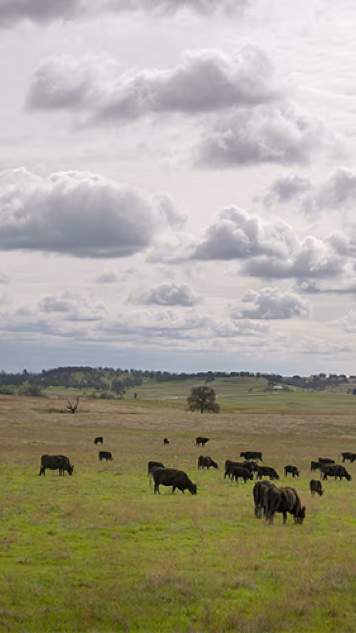 cows grazing in field