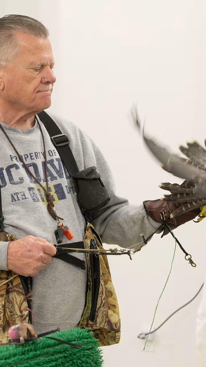 A person in a gray sweatshirt holds a peregrine falcon on their arm, with a neutral background.
