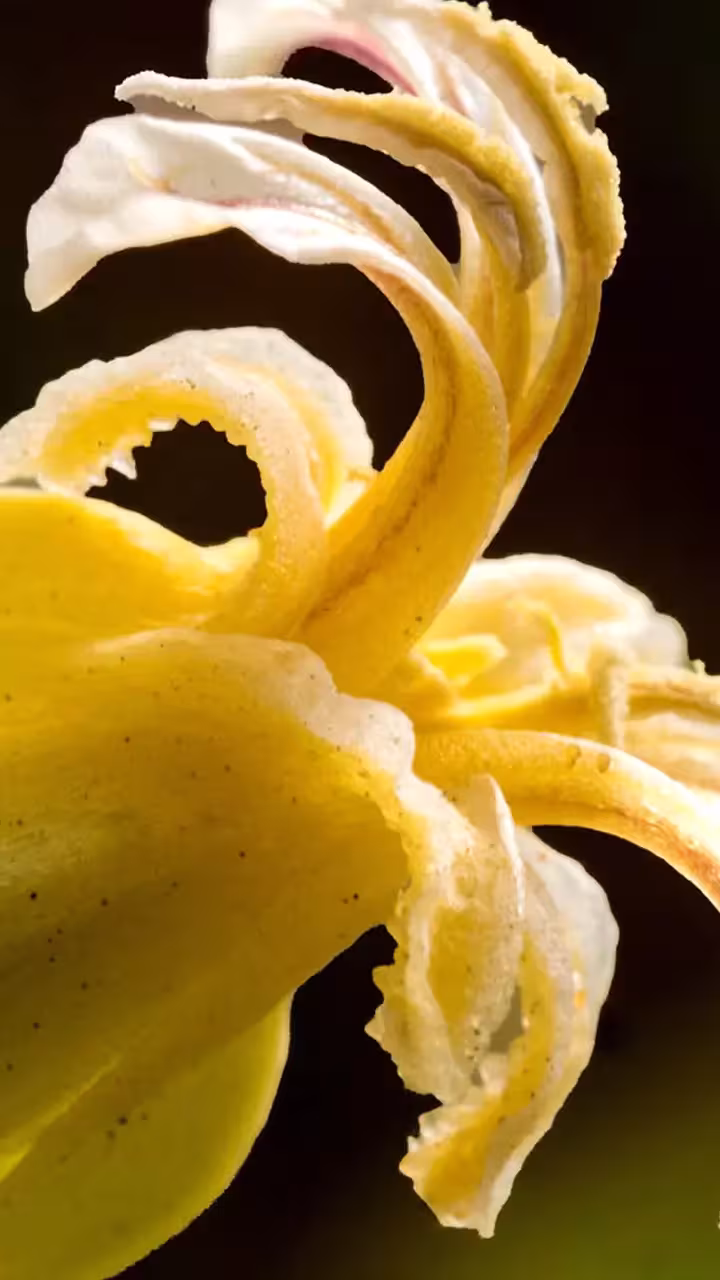 Macro photo of a yellow lily with ruffled, curling petals against a dark background