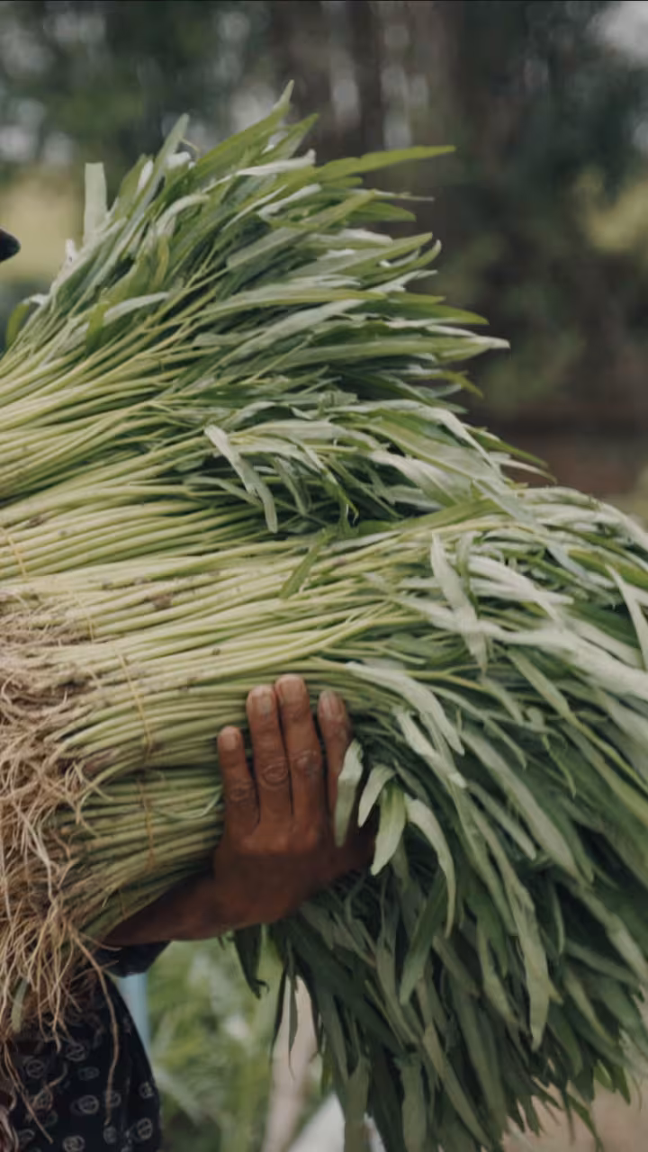 farmer carrying plants