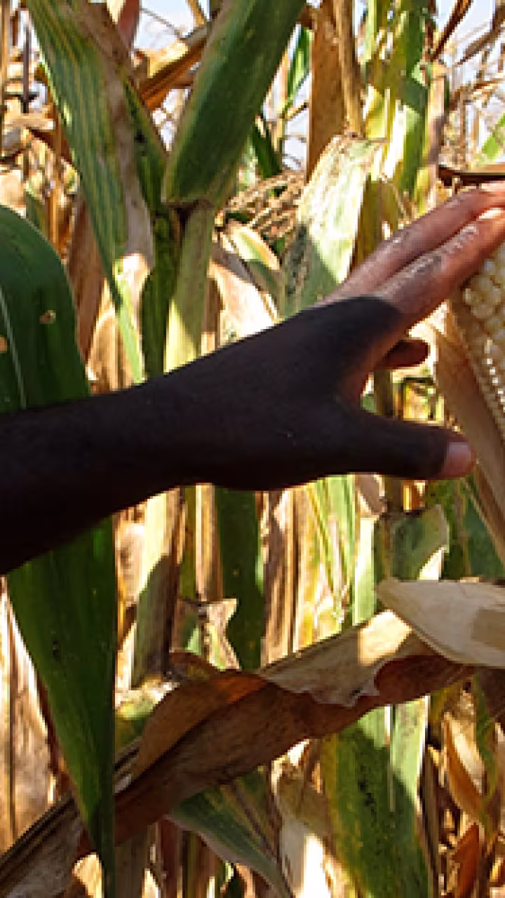 corn