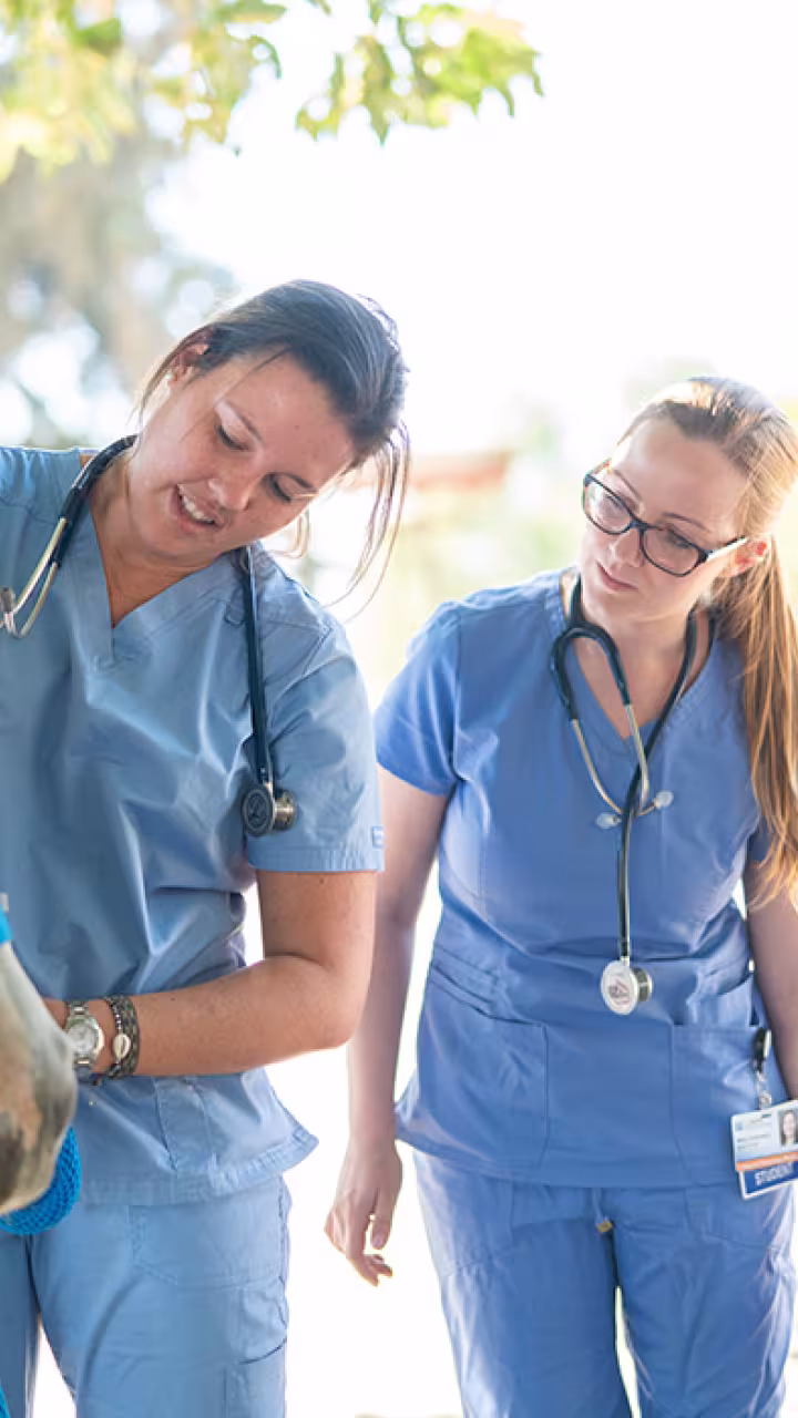 First-year veterinary medicine students learn how to check the health and how to work with horses at the Center for Equine Health 