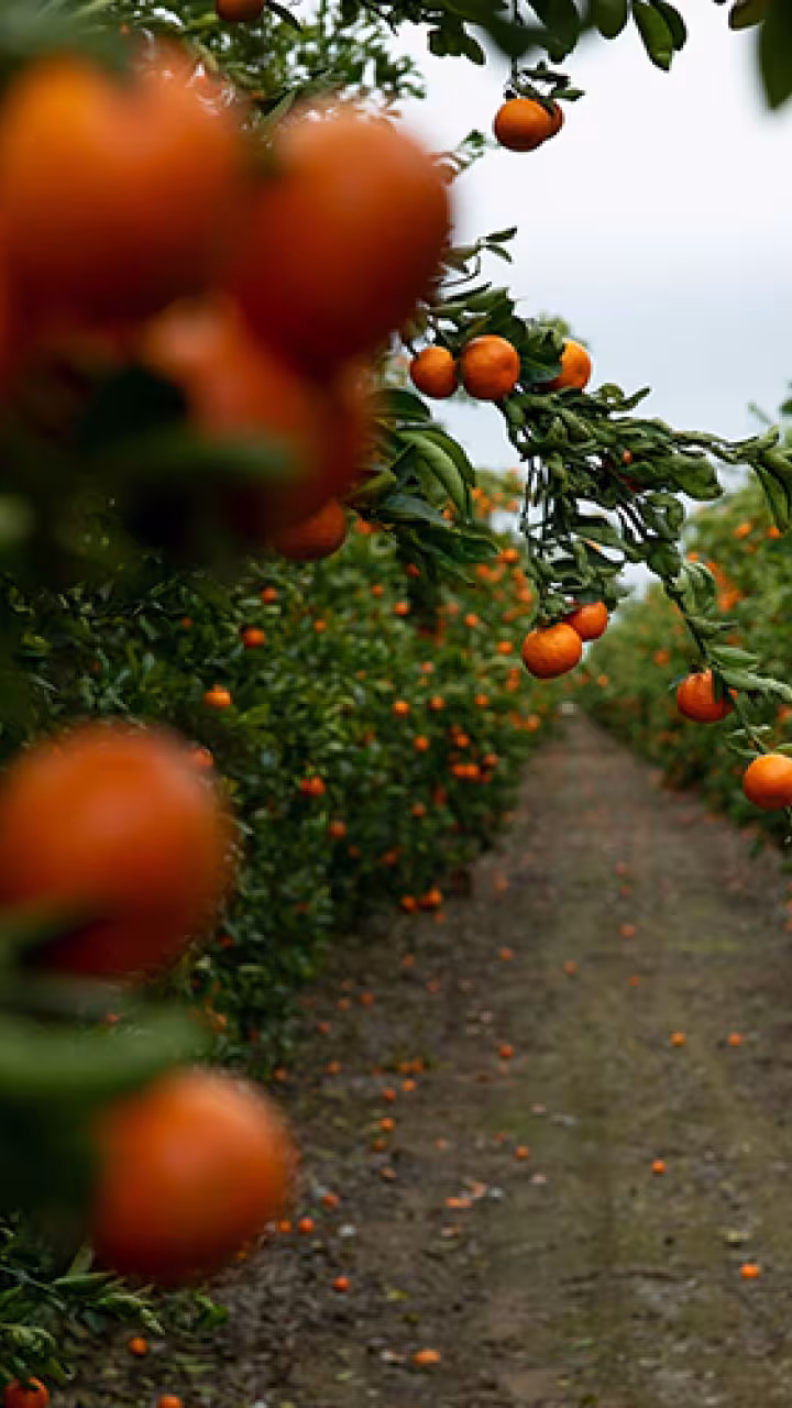 fields of mandarin