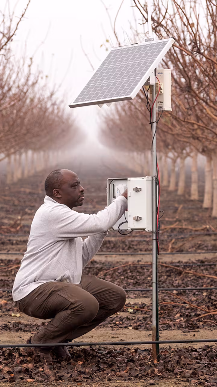 Professor checks orchard watering device