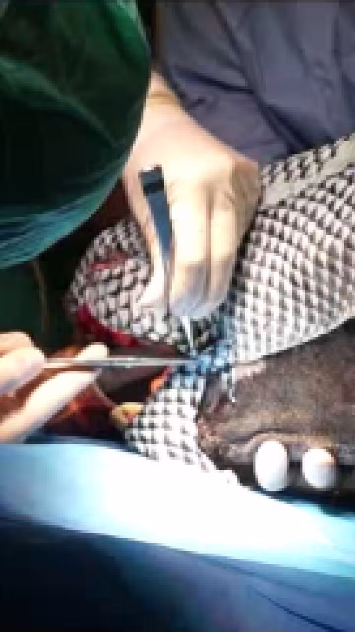 horse being operated on