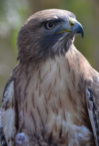 Red tail hawk in profile