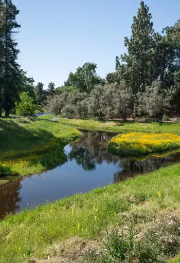 Calm stream winding through green meadow with yellow wildflowers and trees under blue sky