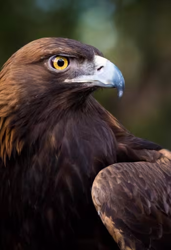 a close up of a raptor