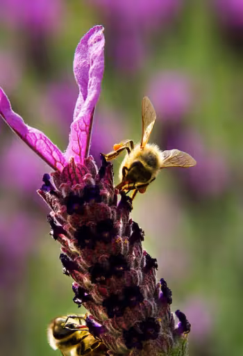 A be roots around a lavendar bloom to remove nectar in the Haagen Dazs Bee Haven on the UC Davis campus
