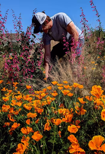 Person wearing a hat kneeling among orange poppies and tall purple flowers near a building