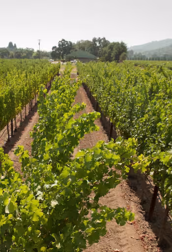 An aerial view of a vinyard in California's Napa Valley