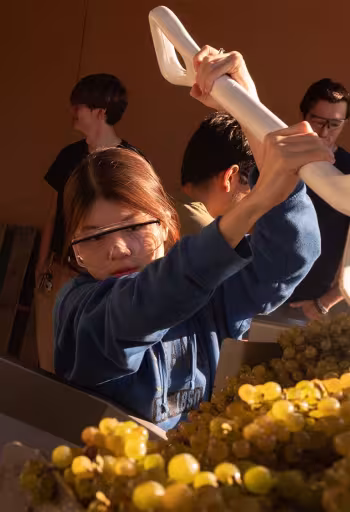 Workers in blue jackets pouring yellow-green grapes into a processing machine