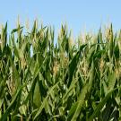 A field of corn seen against a clear blue sky.