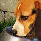 Dog eating from bowl.