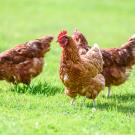 Hens on traditional free range poultry organic farm grazing on the grass