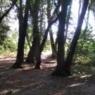 grove