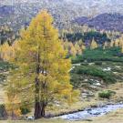 Scenic: creek in the high country