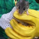 A captured deer mouse (Peromyscus maniculatus)