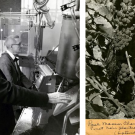 Maynard Amerine pictured working in a lab next to a colleague. An image Pinot Noir grapevines with handwritten notes below.   