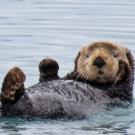 A sea otter floats on its back.