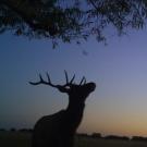 Tule elk at dusk