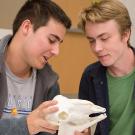 Two male undergraduates examining the skull of a mammal