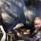 Rwandan farmer milking a cow