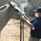 UC Davis veterinarian John Madigan, center, assists with rescuing a horse during the fires 