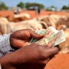 A man counts money while his cattle sit behind in a desert landscape