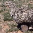 A robotic female sage-grouse on a prairie landscape