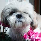 A small white dog stands outside near a cyclamen in bloom.