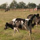 Several cows graze in a field while a car drives by